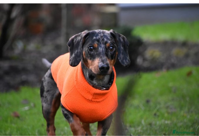 Dachshund dogs - Advert 6