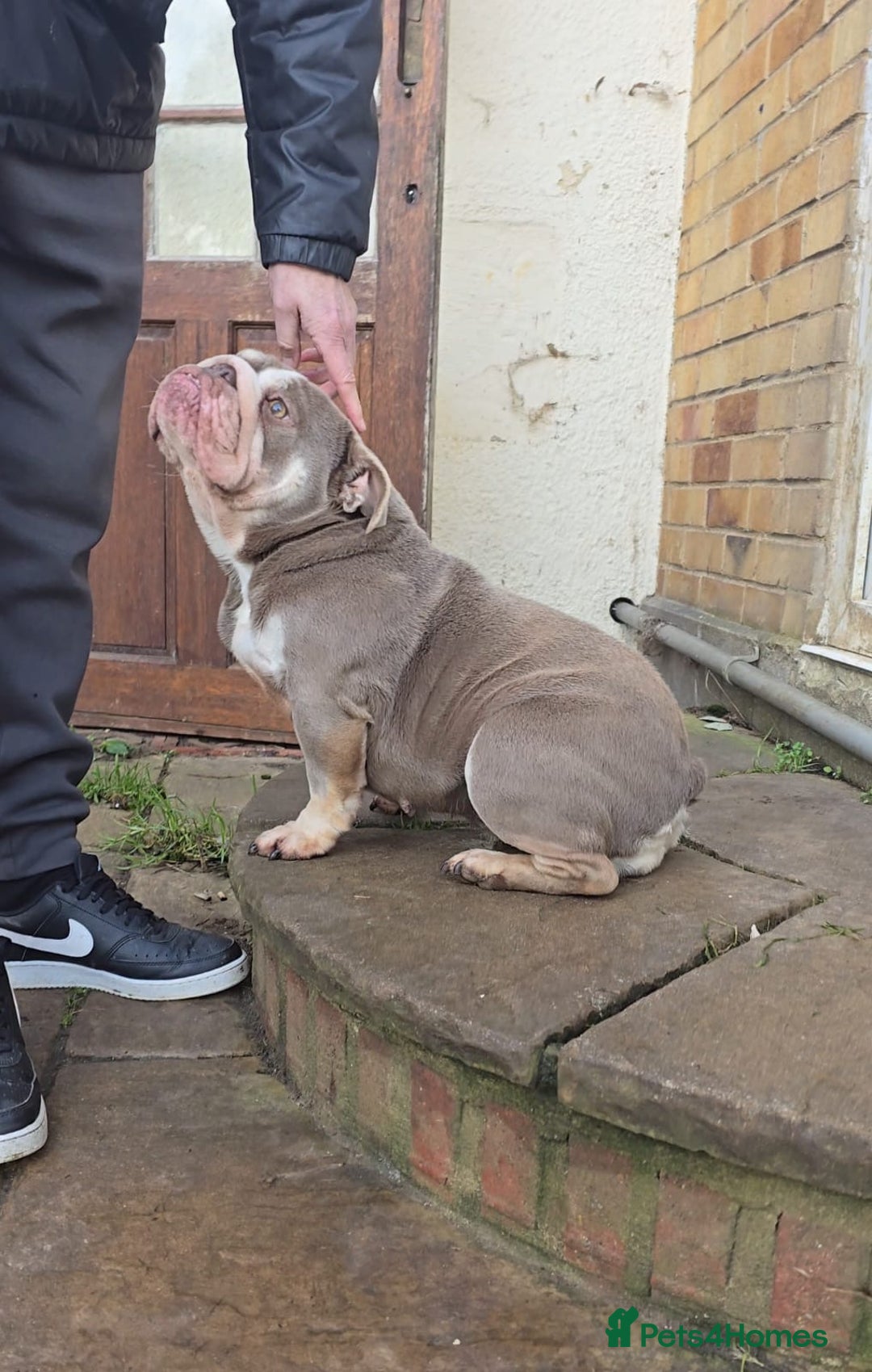 English Bulldog dogs for sale: Beautiful English bulldog female - Advert 4