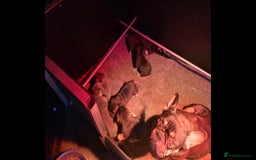French Bulldog dogs for sale: TOP QUALITY KC REG FRENCHIES AVAILABLE  - Image 26
