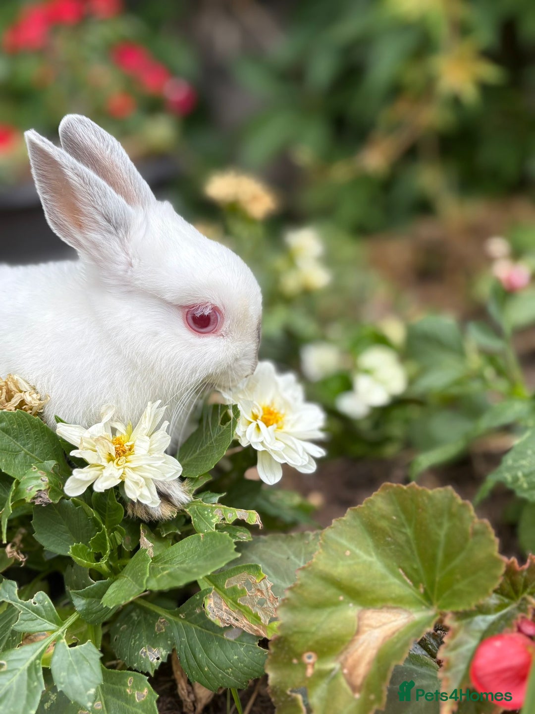 Netherland Dwarf rabbits for sale: Netherland dwarf buck 💙 in Loughborough - Image 1