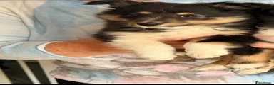 Shetland Sheepdog 2