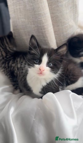 Mixed Breed cats for sale - Advert 2