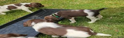 English Springer Spaniel dogs for sale: Last 2 english springer spaniel girls READY NOW - Advert 9