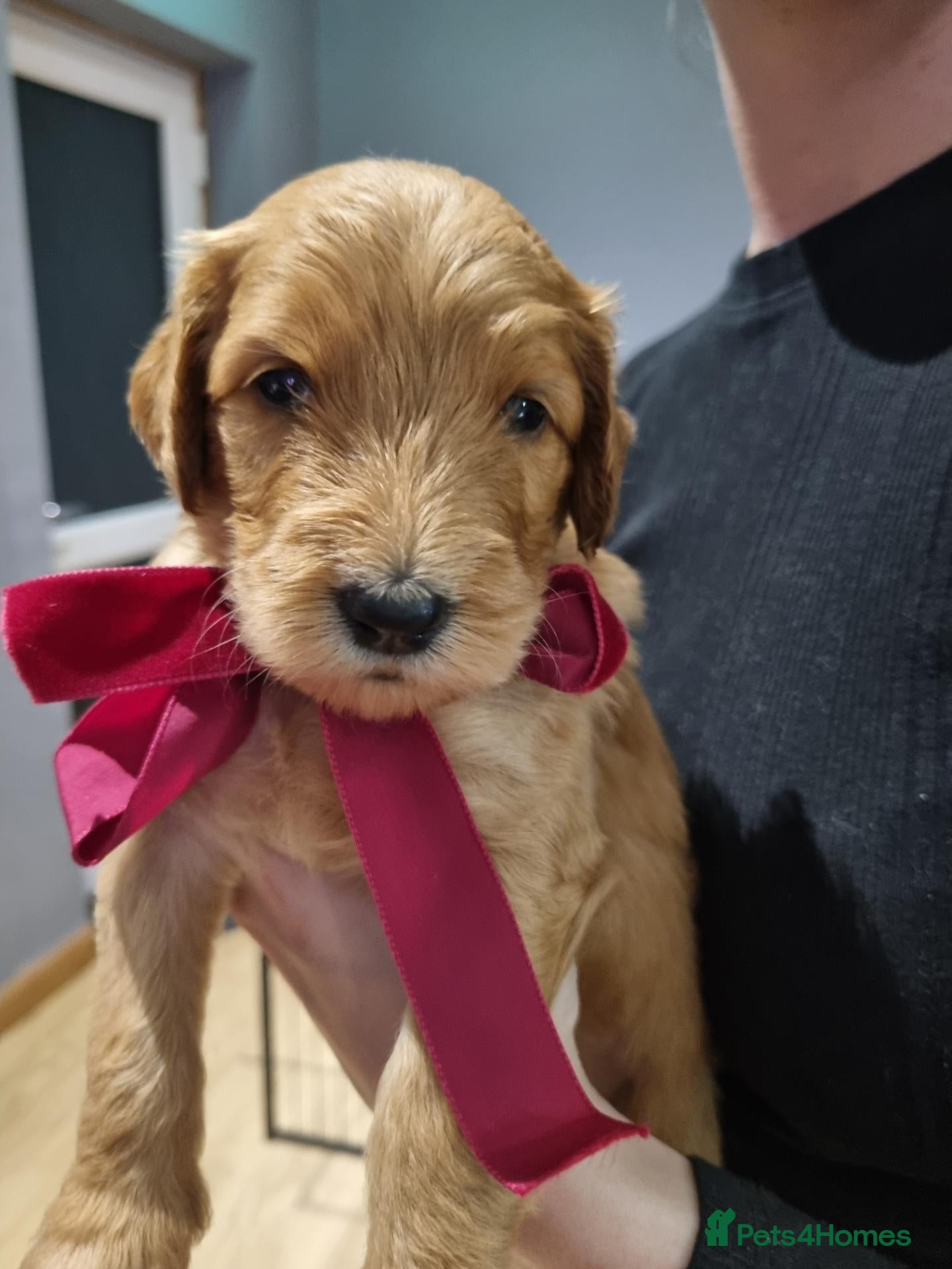 Goldendoodle dogs 🐾LAST GIRL🐾Stunning Fox Red F2b Goldendoodle 🐾  - Advert 14