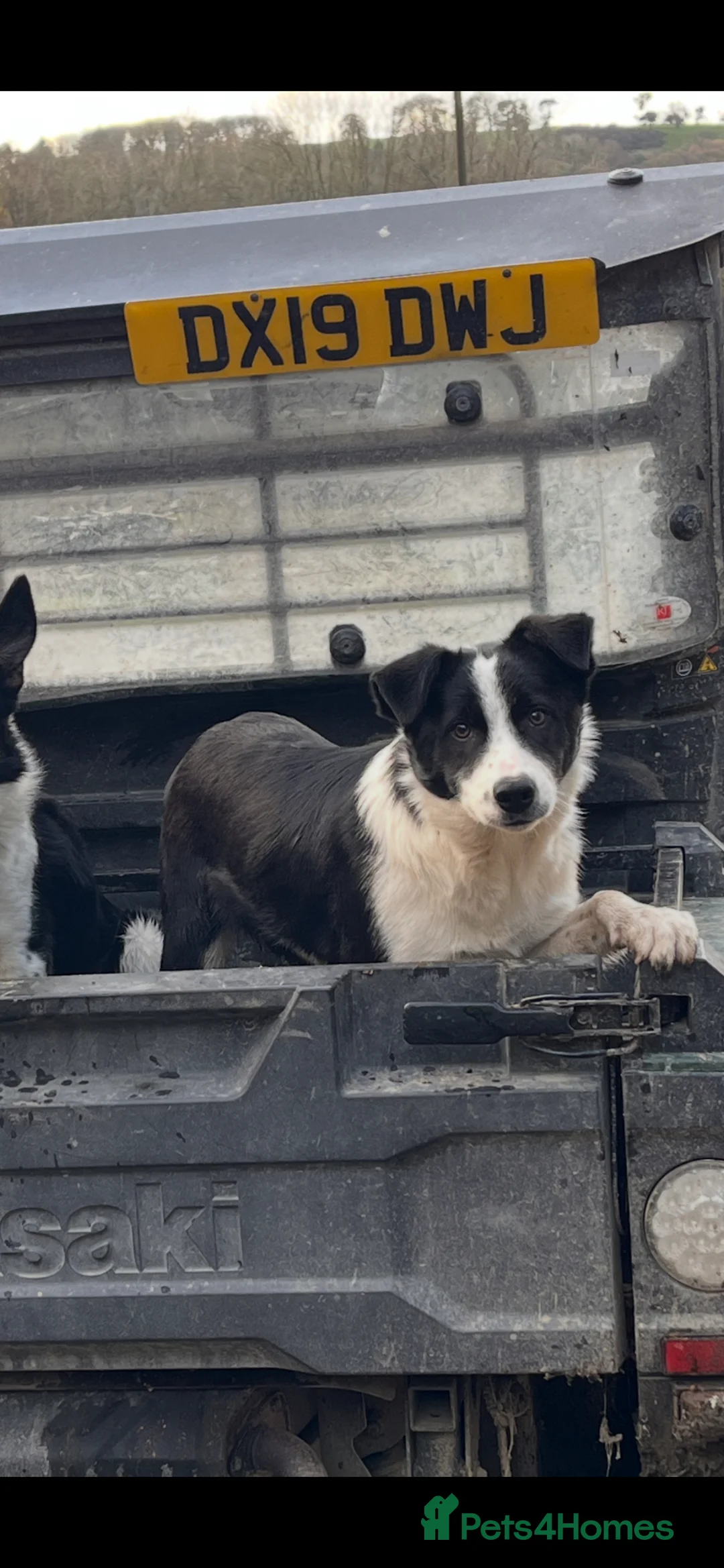 Border Collie dogs for sale: Stunning Skye - Pet or Agility Work - Advert 1