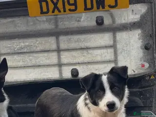 Border Collie dogs Stunning Skye - Pet or Agility Work - Advert 1