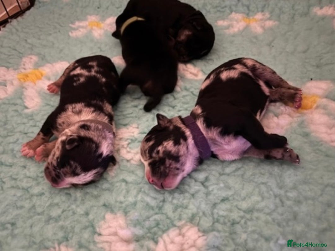 Mixed Breed dogs for sale: Ready now old Tyme English- British bulldogs  - Image 6