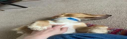 Cocker Spaniel dogs for sale: Marley - Adorable Working Cocker spaniel in Holmfirth - Advert 4