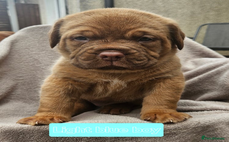 Dogue De Bordeaux dogs - Advert 1