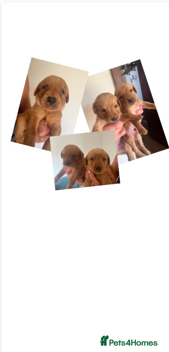 Labrador Retriever dogs DARK FOX RED KC LAB PUPS HEALTH TESTED 5* BREEDER - Advert 9