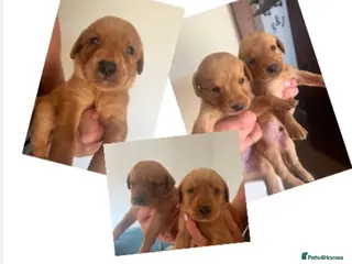 Labrador Retriever dogs DARK FOX RED KC LAB PUPS HEALTH TESTED 5* BREEDER - Advert 9