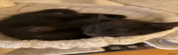 Mixed Breed cats for sale: Black kitten(boy) - Advert 6