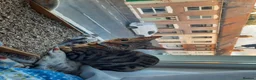 Mixed Breed cats for sale: Rehoming 4 year old Bengal/Savannah cross in Cardiff - Advert 10