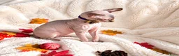 Sphynx cats for sale: Beautiful Male Elf Sphynx Kitten – Marcus - Advert 8