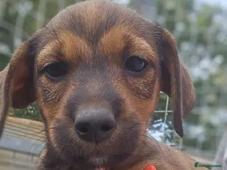 Mixed Breed dogs Border terrier X Jack Russell - Advert 1
