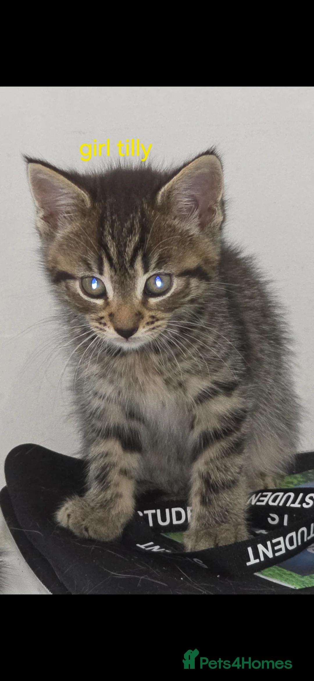 Mixed Breed cats for sale: Tabby kittens - Advert 2