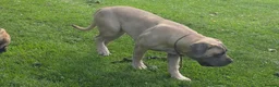 Boerboel dogs for sale: SABBS REGISTERED KENNEL - Advert 2