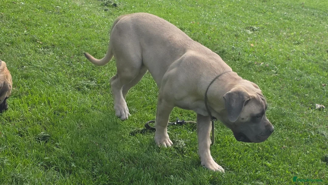 Boerboel dogs for sale: SABBS REGISTERED KENNEL - Advert 2