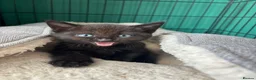 Mixed Breed cats for sale: Cute kitties  - Advert 9