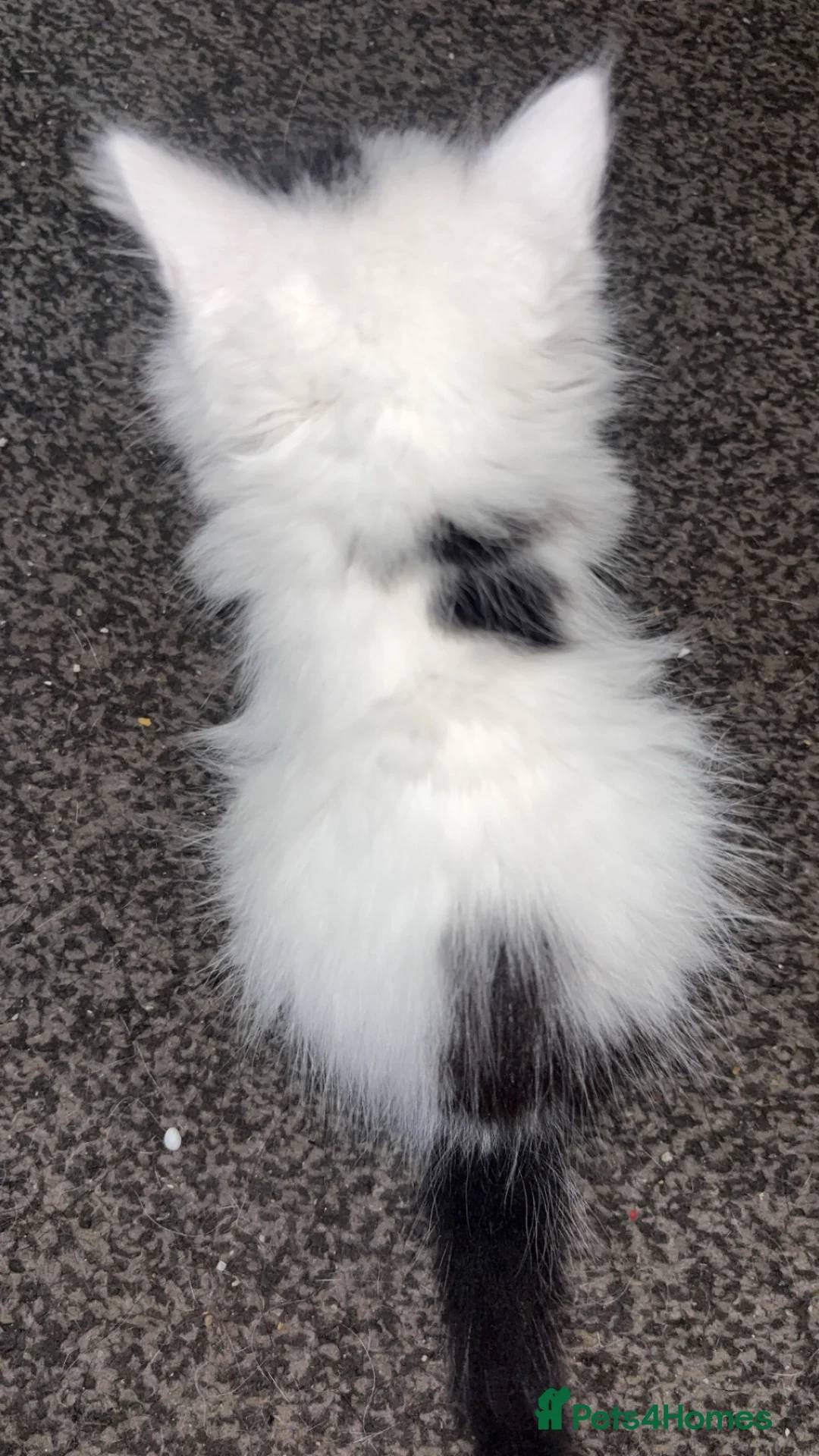Domestic Shorthair cats for sale: kittens in Scunthorpe - Advert 9