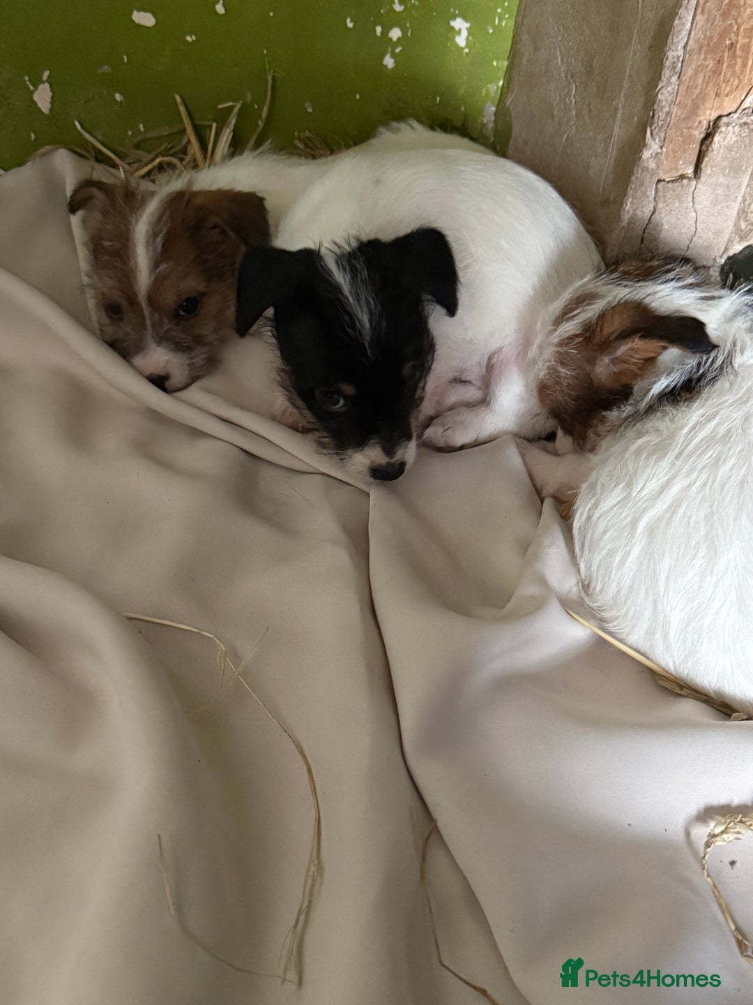 Jack Russell dogs for sale:  jack Russell’s pups 3 rough 1 smooth ready now - Image 7