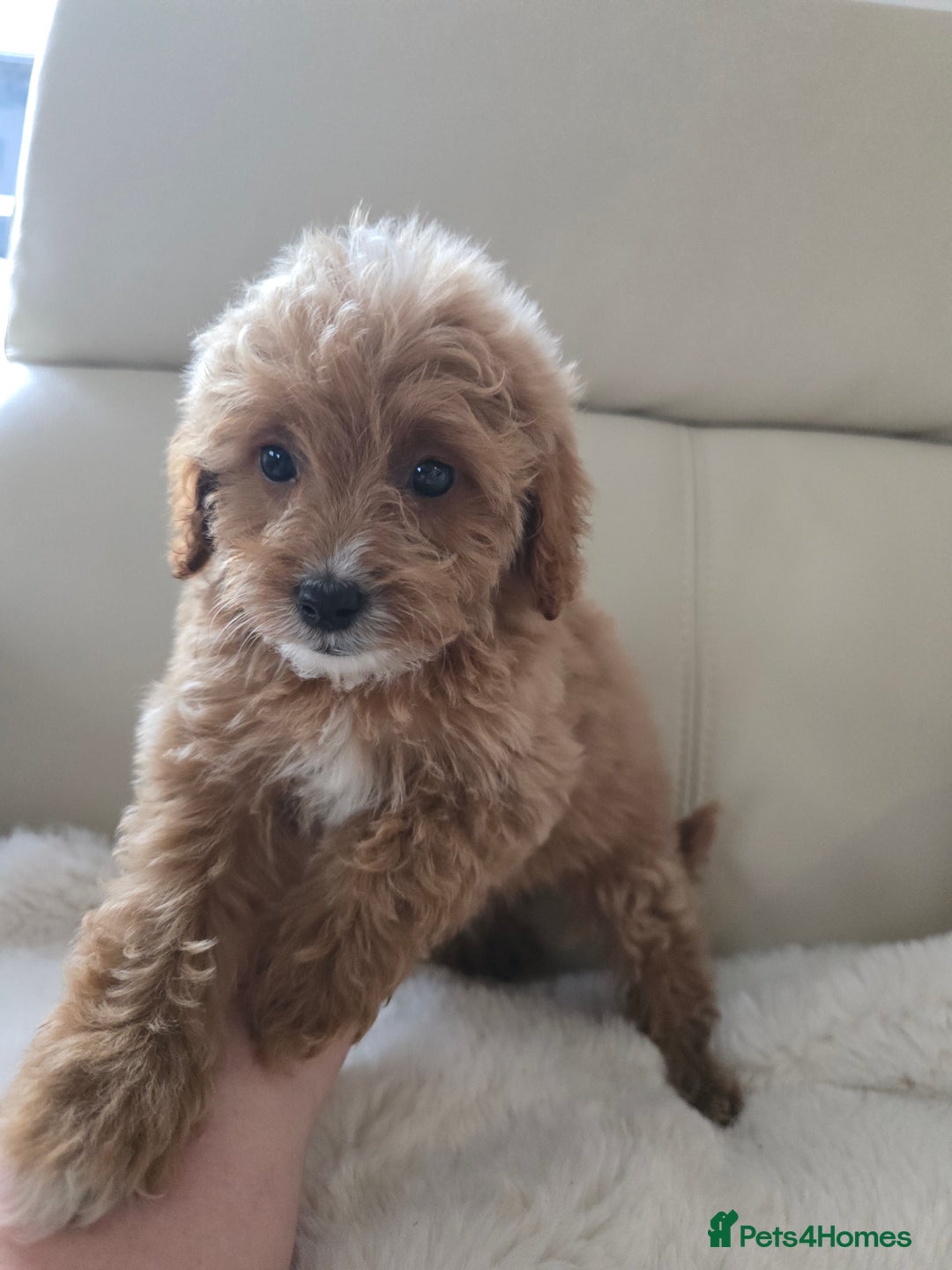 Cavapoo dogs for sale: Cavapoobabiesuk litter has arrived - Advert 12