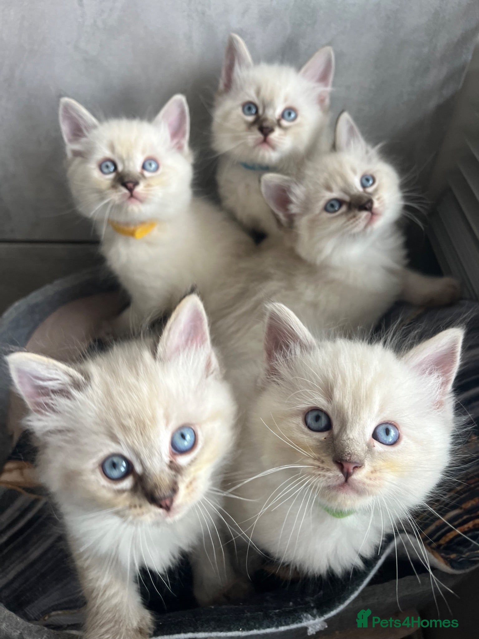 Ragdoll cats Fluffy ragdoll kitty’s  - Advert 3