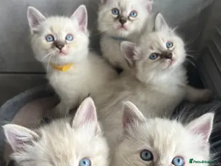 Ragdoll cats Fluffy ragdoll kitty’s - Advert 3