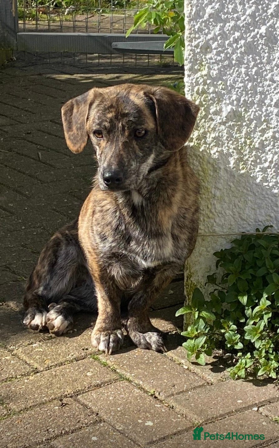 Mixed Breed dogs Loving forever home needed for Indie - Advert 13