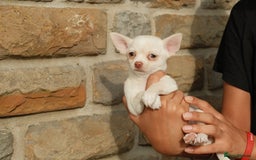 Chihuahua dogs for sale: 4 beautiful Chihuahua pups - Image 19