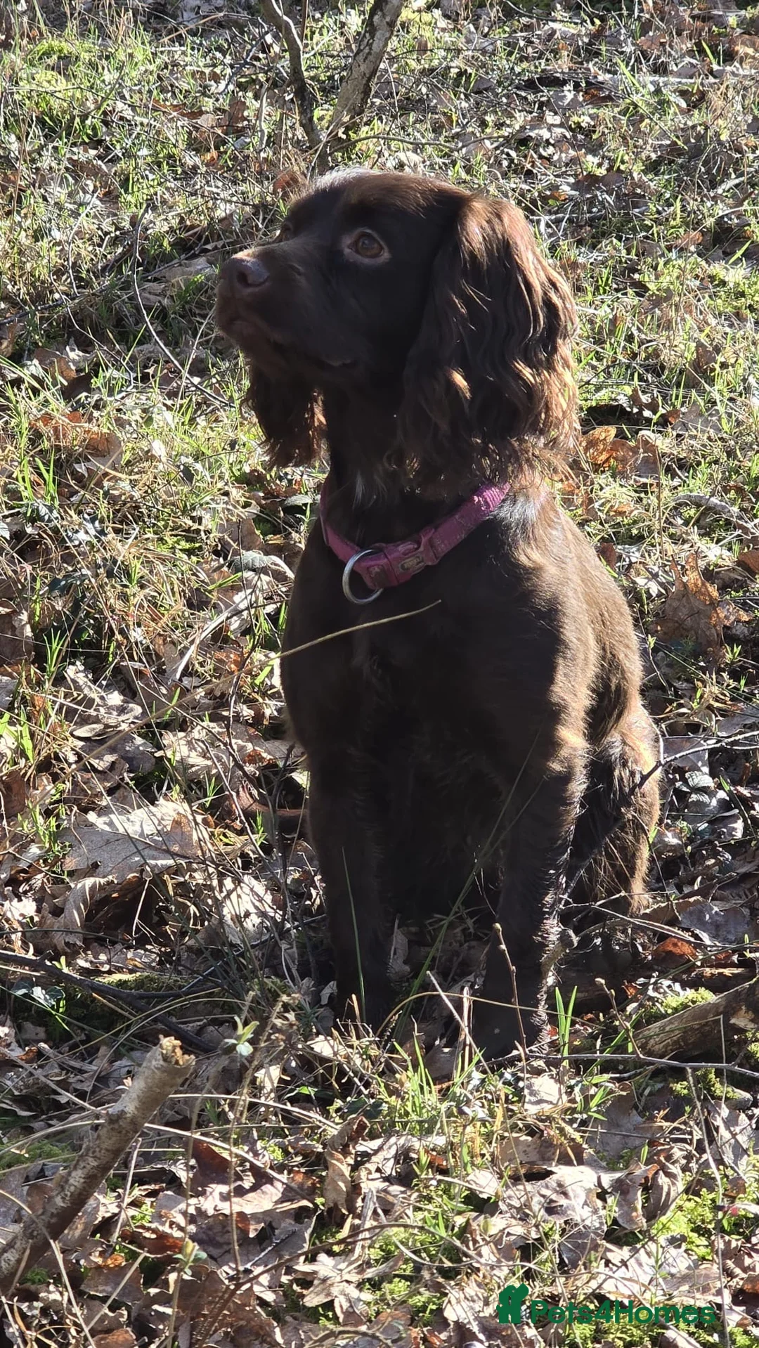 Cocker Spaniel dogs for sale: cocker spaniel puppies  in Southampton - Advert 1