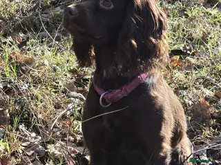 Cocker Spaniel dogs cocker spaniel puppies - Advert 12