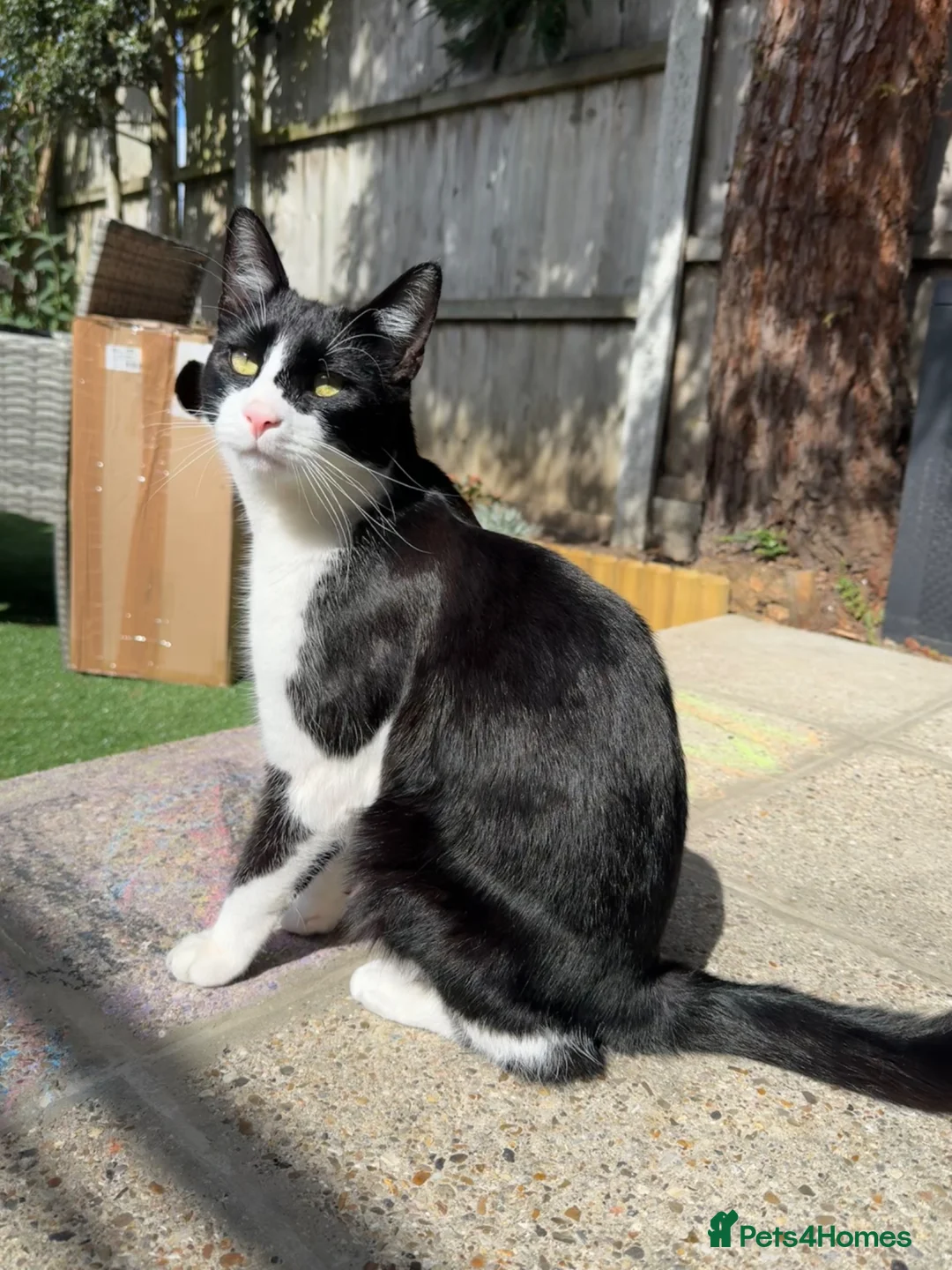 Domestic Shorthair cats for sale: Free Lovely tuxedo cat - Advert 2