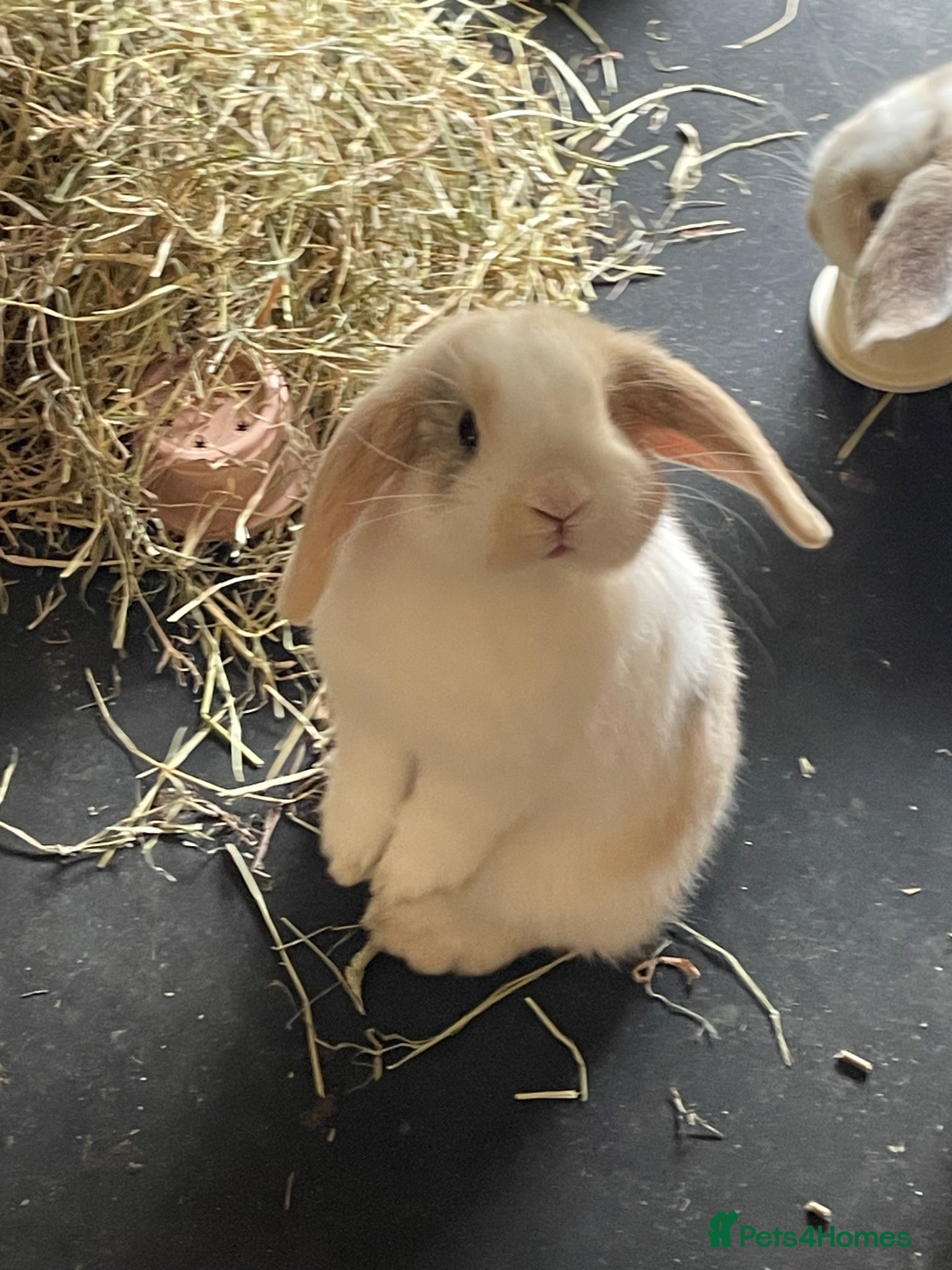 Mini Lop rabbits Beautiful mini lop babies - Advert 1