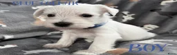 Miniature Schnauzer dogs for sale: Beautiful Miniature Schnauzers  - Advert 5