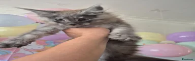 Maine Coon 3