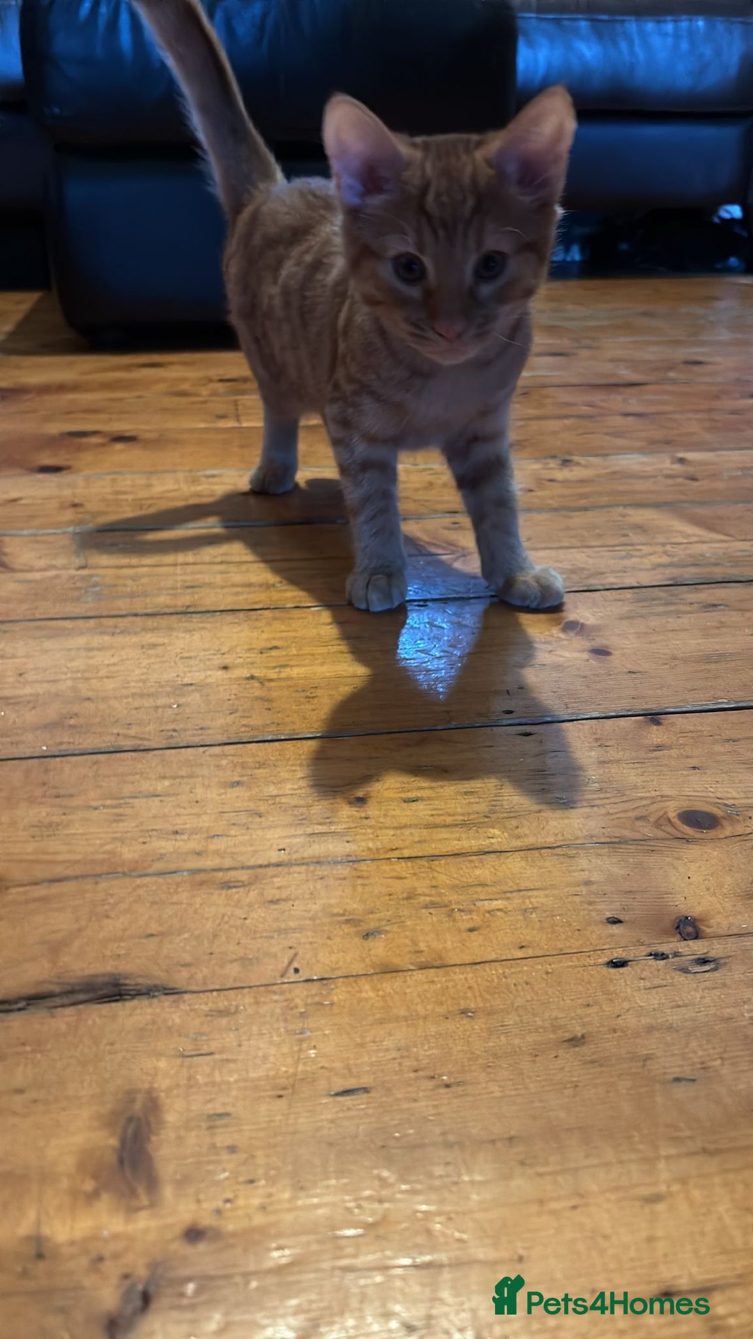 Mixed Breed cats for sale: Last All Ginger girl kitten - Advert 8