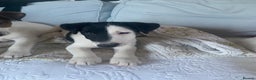 Fox Terrier dogs for sale: Smooth Fox Terrier beautiful home reared puppies   - Advert 5