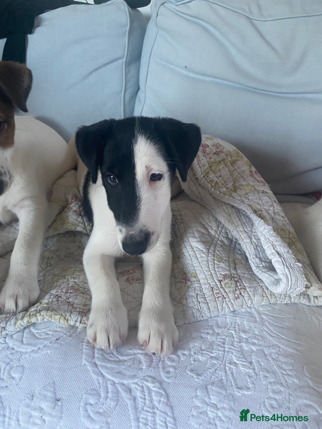 Fox Terrier dogs for sale: Smooth Fox Terrier beautiful home reared puppies   - Advert 5
