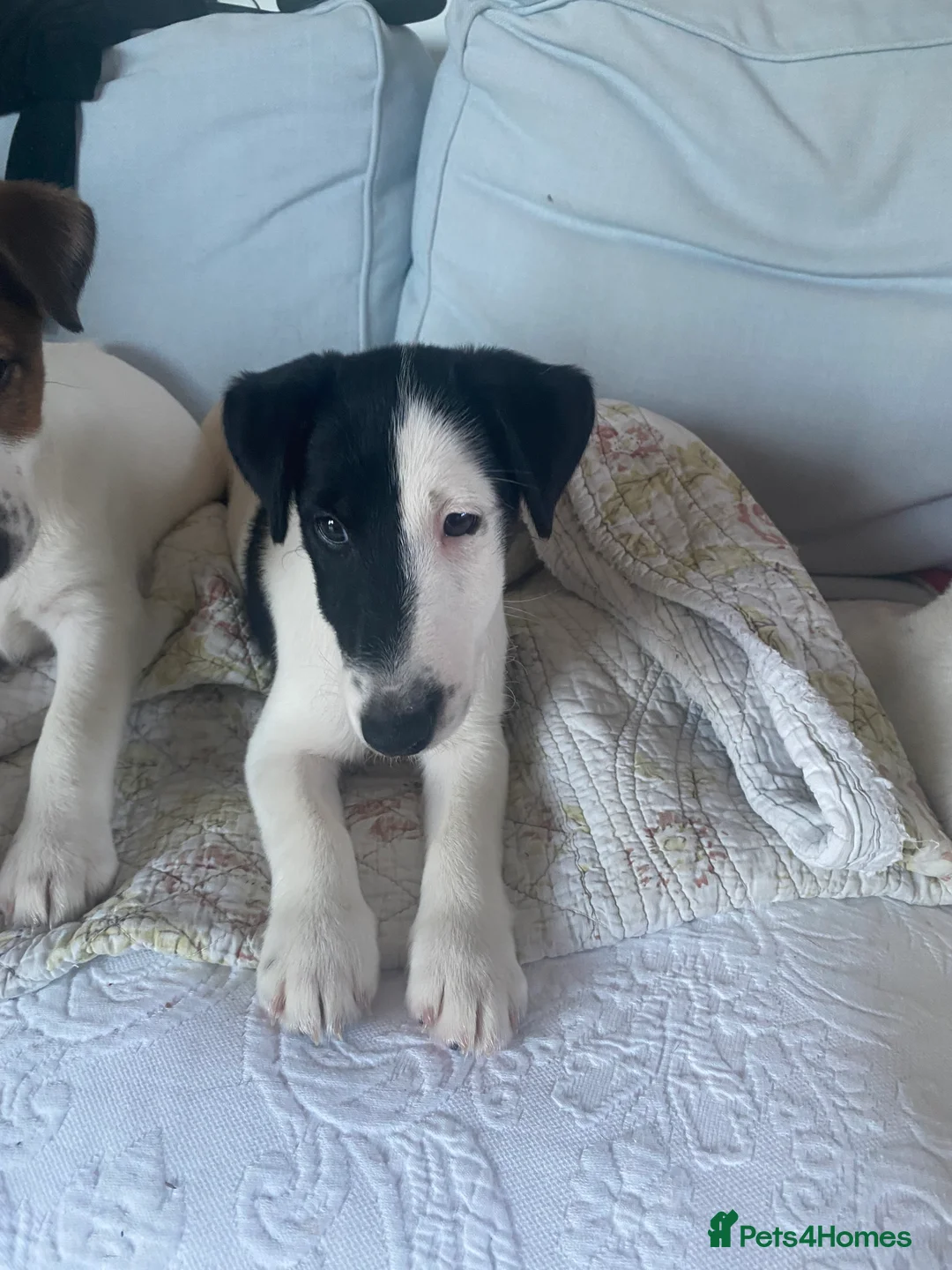 Fox Terrier dogs for sale: Smooth Fox Terrier beautiful home reared puppies   - Advert 5