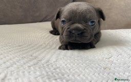 French Bulldog dogs for sale: French bulldogs puppy’s for sale - Advert 13
