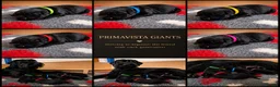 Giant Schnauzer dogs for sale: PrimaVista Giant Schnauzers in Wisbech - Advert 14