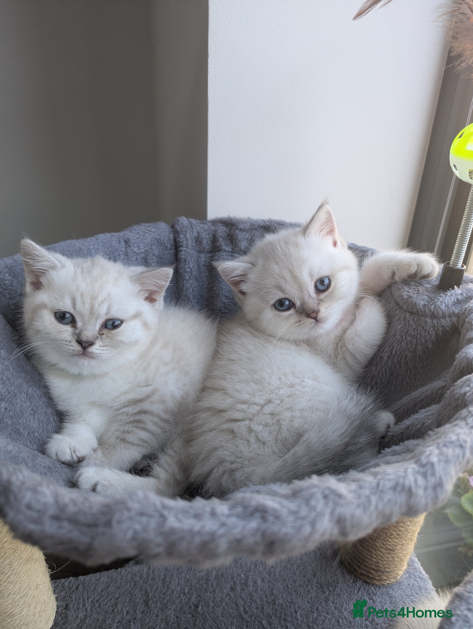 British Shorthair cats Beautiful British shorthair kittens - Advert 1