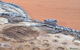 Bearded Dragon reptiles for sale: Baby bearded dragons with tint red 2 for £100 - Image 7