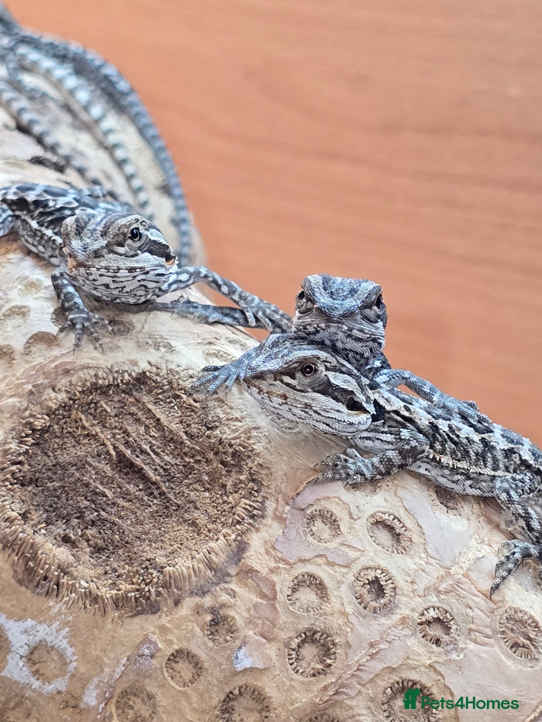 Bearded Dragon reptiles for sale: Baby bearded dragons with tint red 2 for £100 - Image 7
