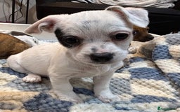 Jack Russell dogs for sale: Miniature Jack Russell’s  - Image 12