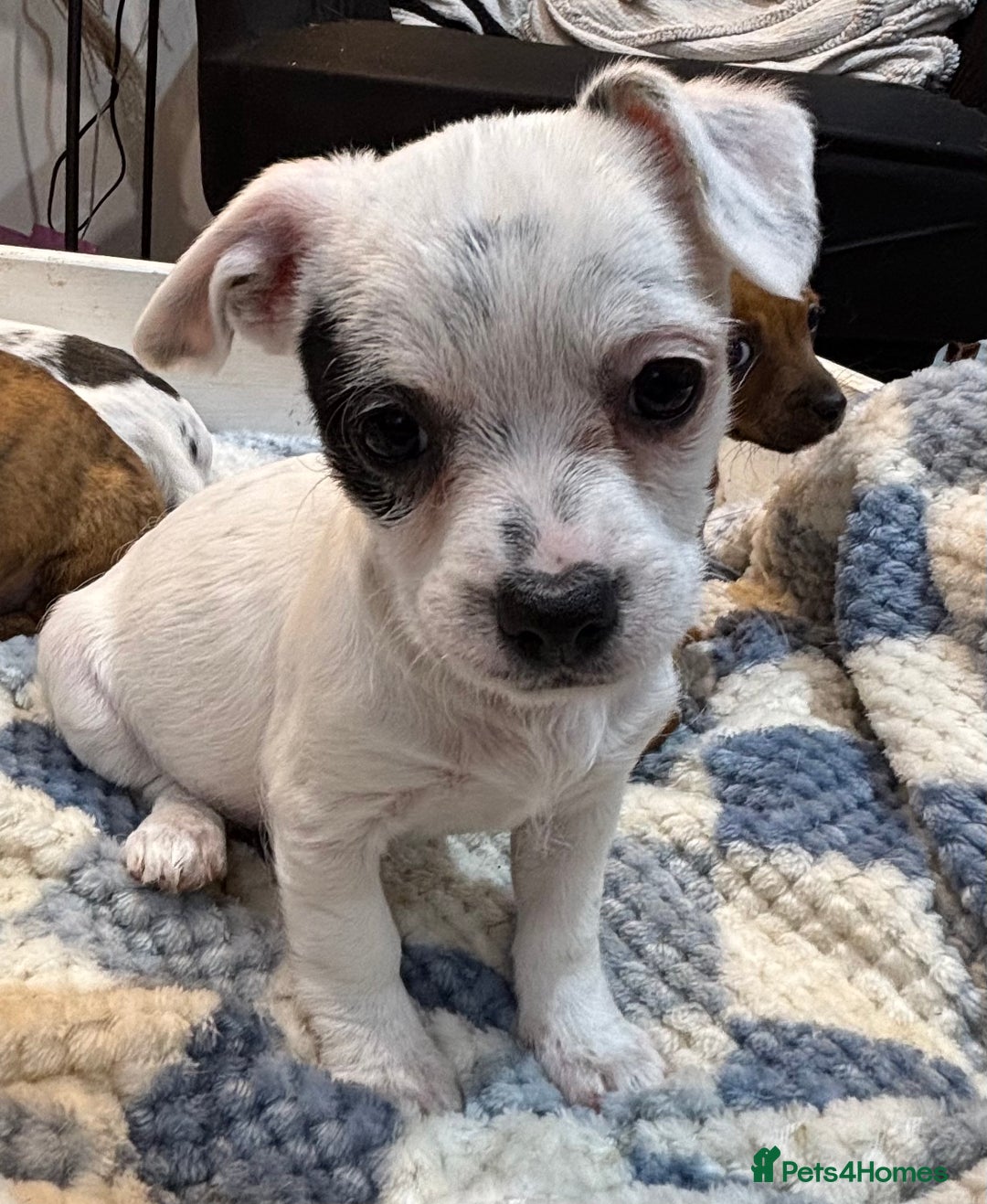 Jack Russell dogs for sale: Miniature Jack Russell’s  - Image 12