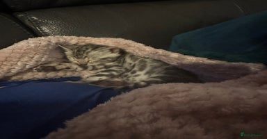 Bengal cats - Advert 1