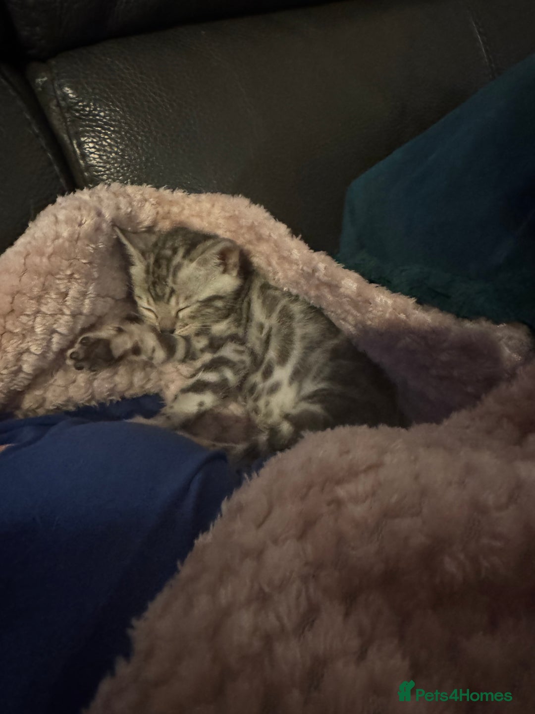 Bengal cats for sale: Beautiful Silver Bengal female - Tica optional  - Image 3