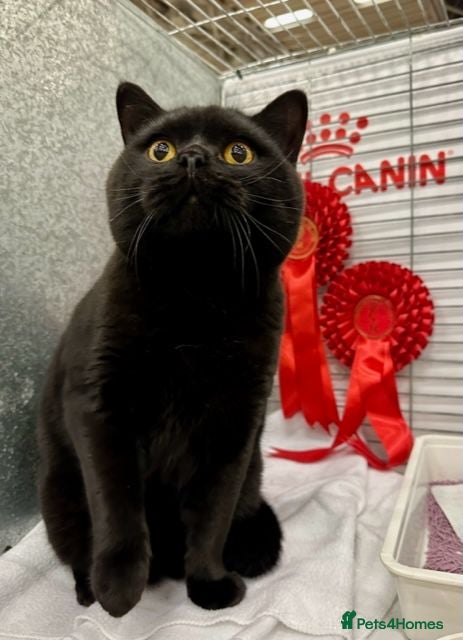 British Shorthair cats 2 Gorgeous British Boys Available - Advert 1